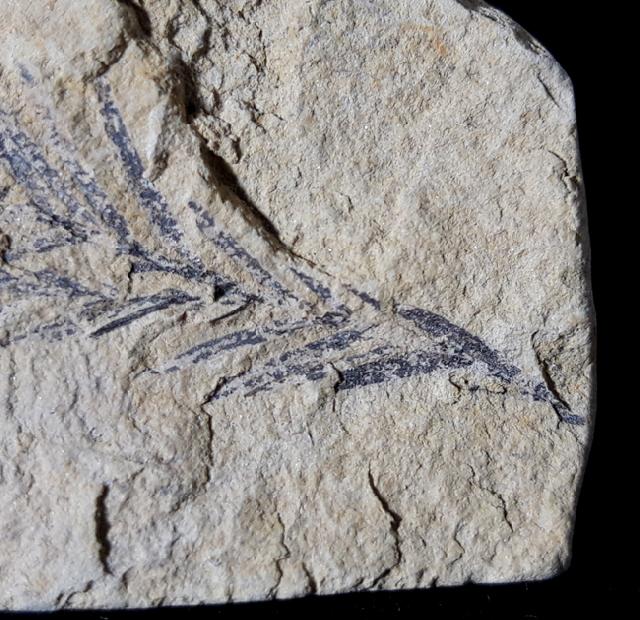 Taxodium dubium (STERNBERG 1823) - Bild © FossNet FossilienStore